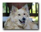 Updates by Henry the Dog