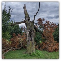 Clifton Park Golf Course, the old tree